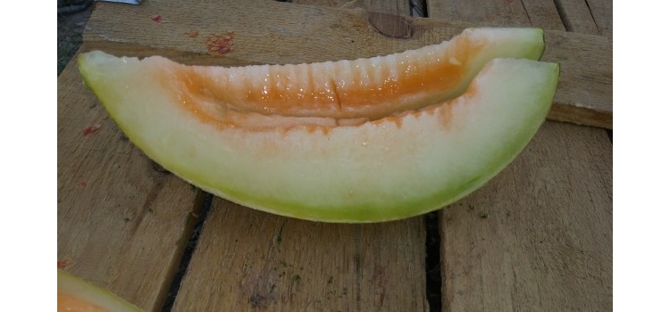 Kavun-karpuz-kabak-Doğal tohumlar