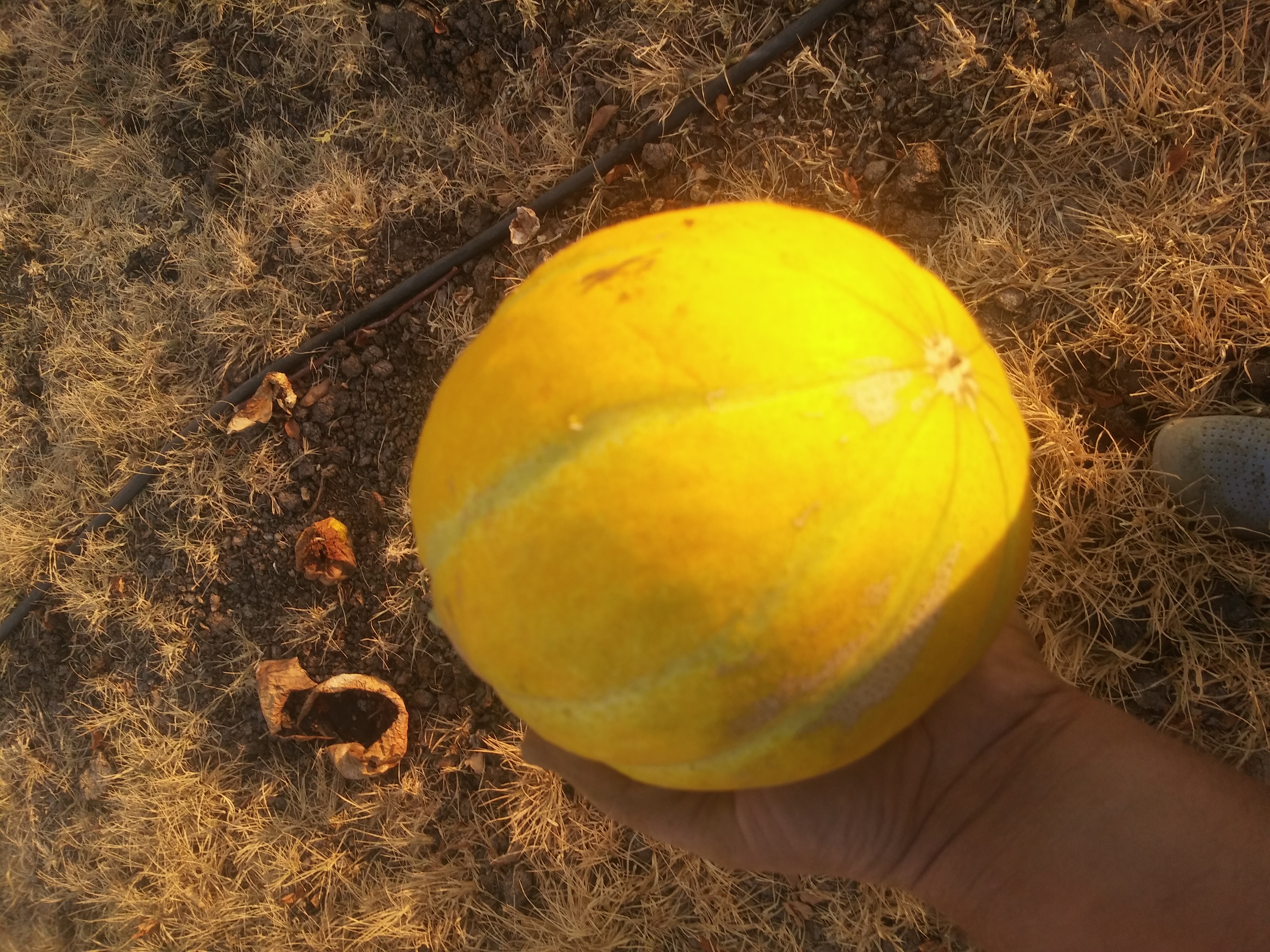 Dalaman kavunu