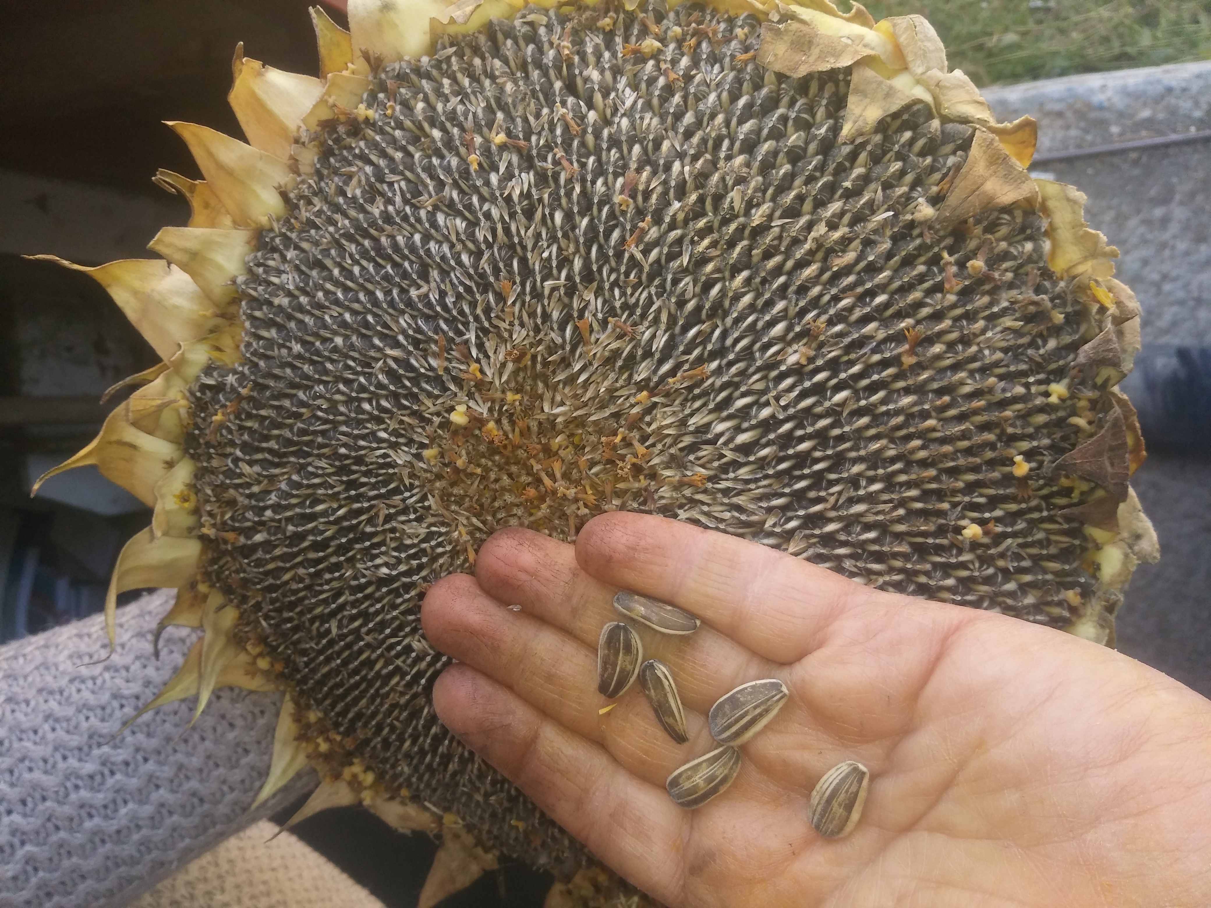İri ayçiçeği siyah çekirdekli