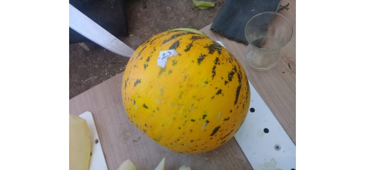 Musakça kavun