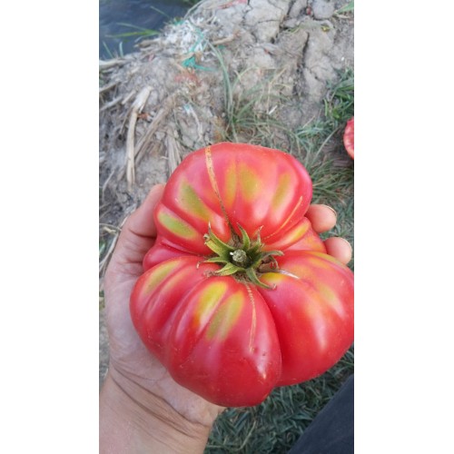 Şile pembe köy domatesi