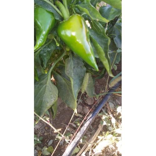 Konik biber az acı