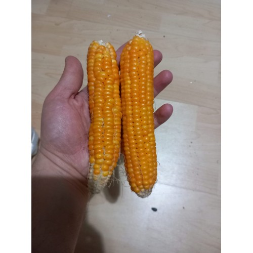 Sarı köy mısırı