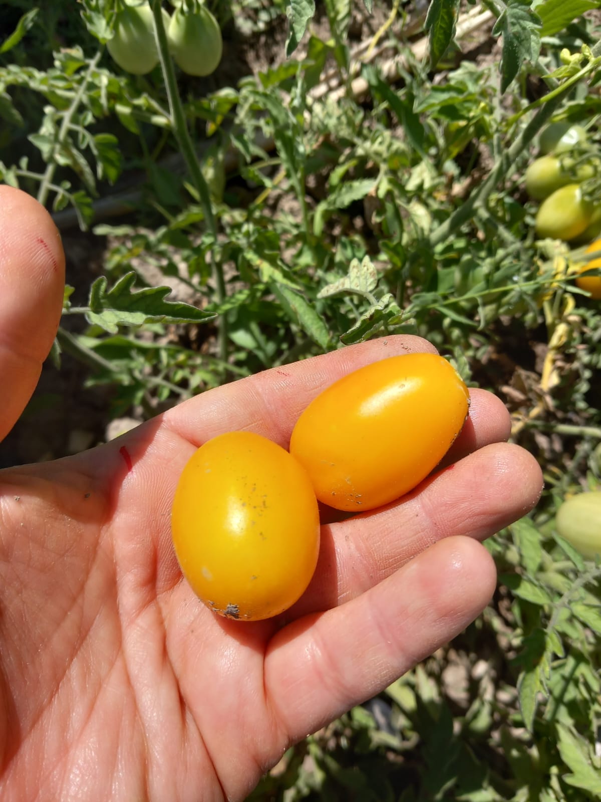 Sarı limon domates