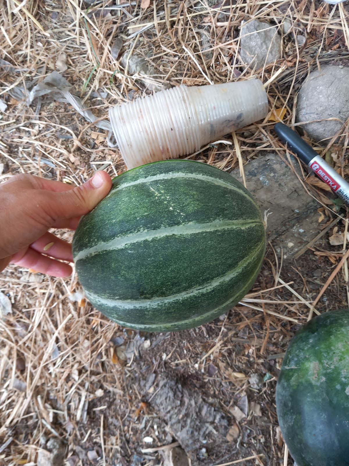 Oval yeşil dilimli lezzetli kavun