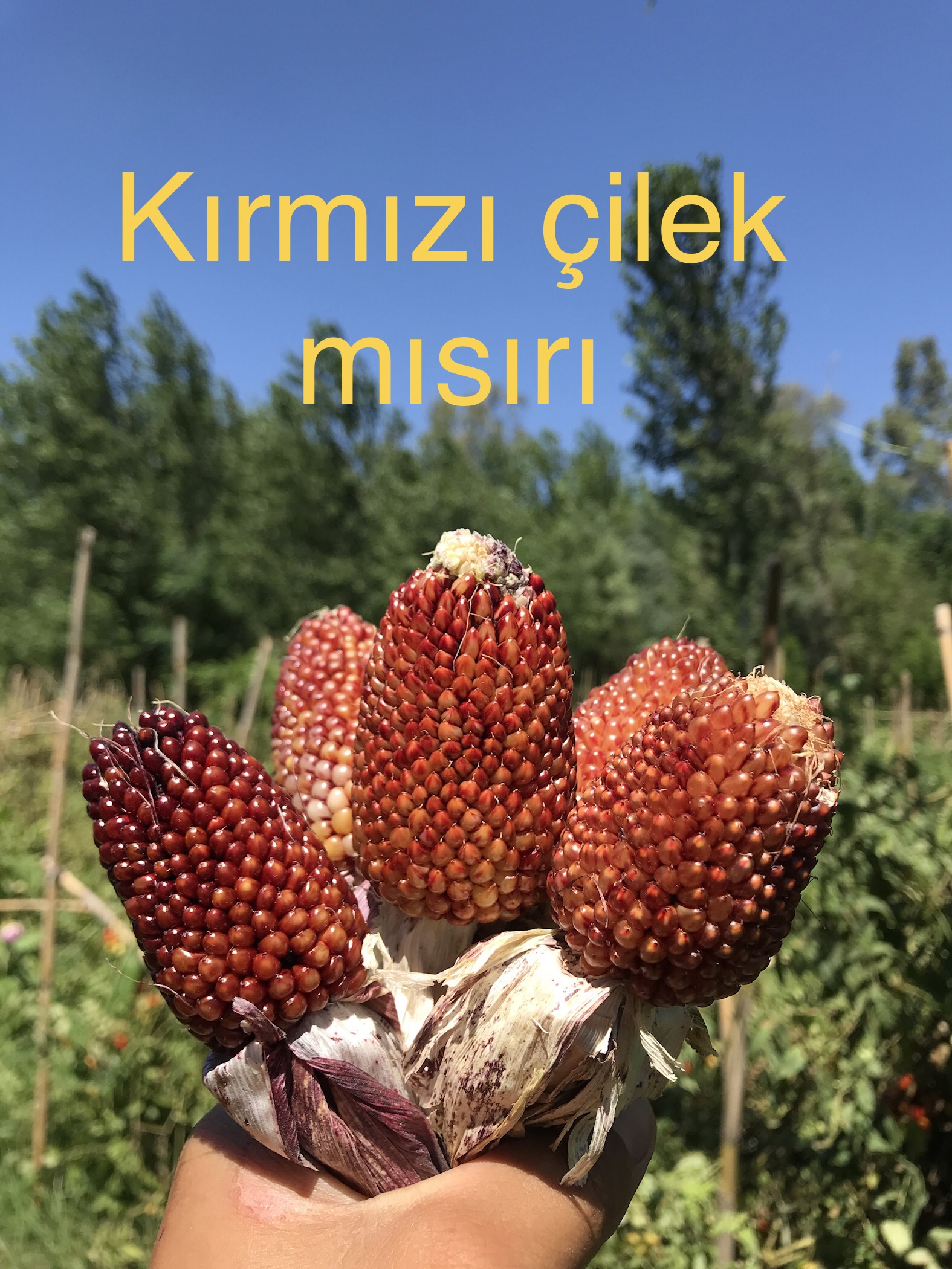 Kırmızı çilek mısırı