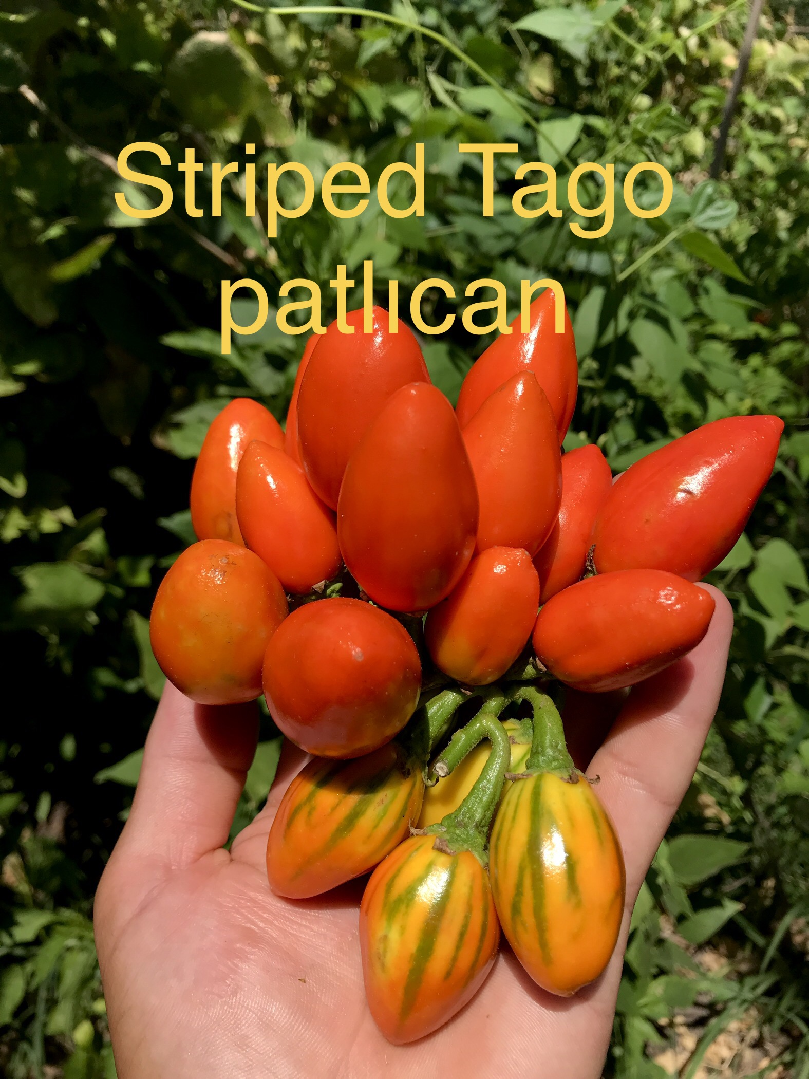Striped tago patlıcan
