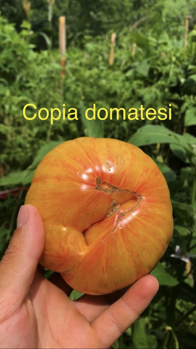 Copia domatesi
