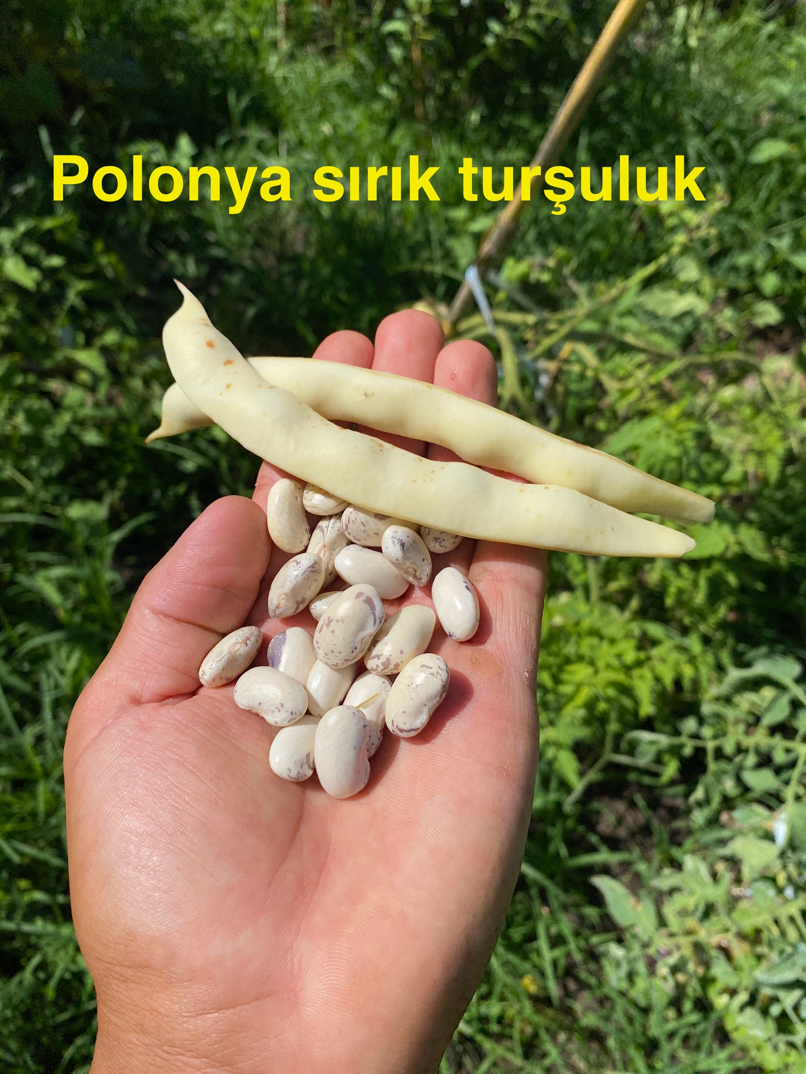 POLONYA SIRIK TURŞULUK