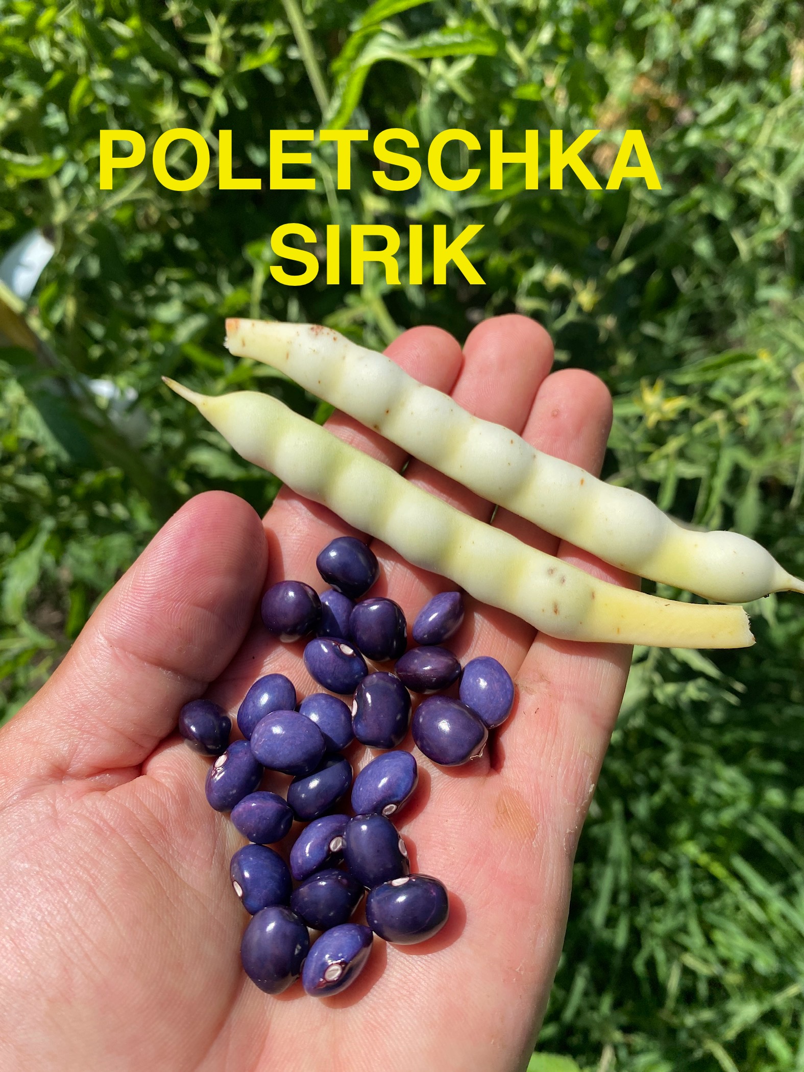 Poletschka sırık fasulye 