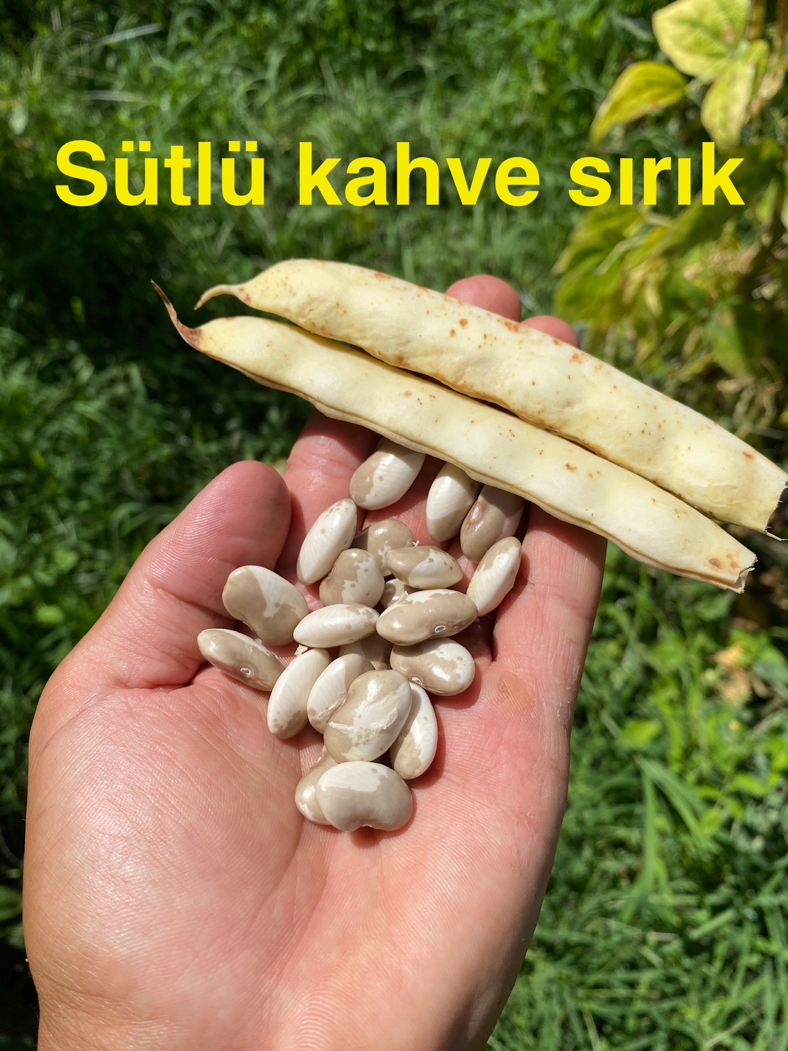 SÜTLÜ KAHVE SIRIK