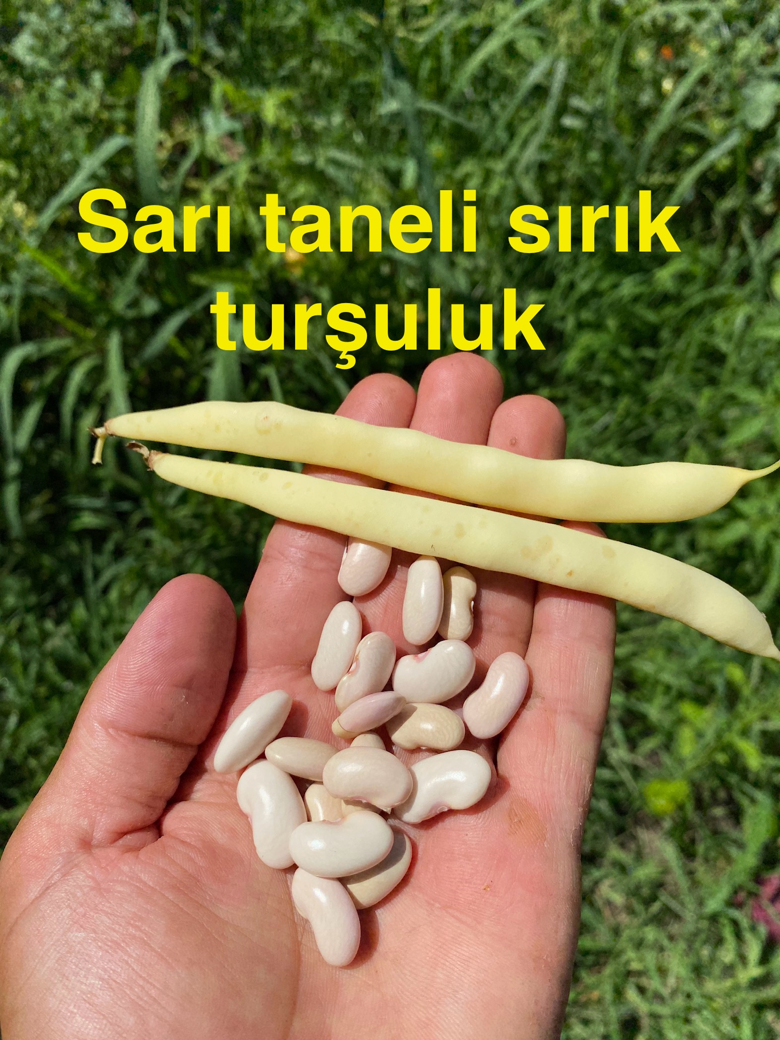 Sarı taneli sırık turşuluk