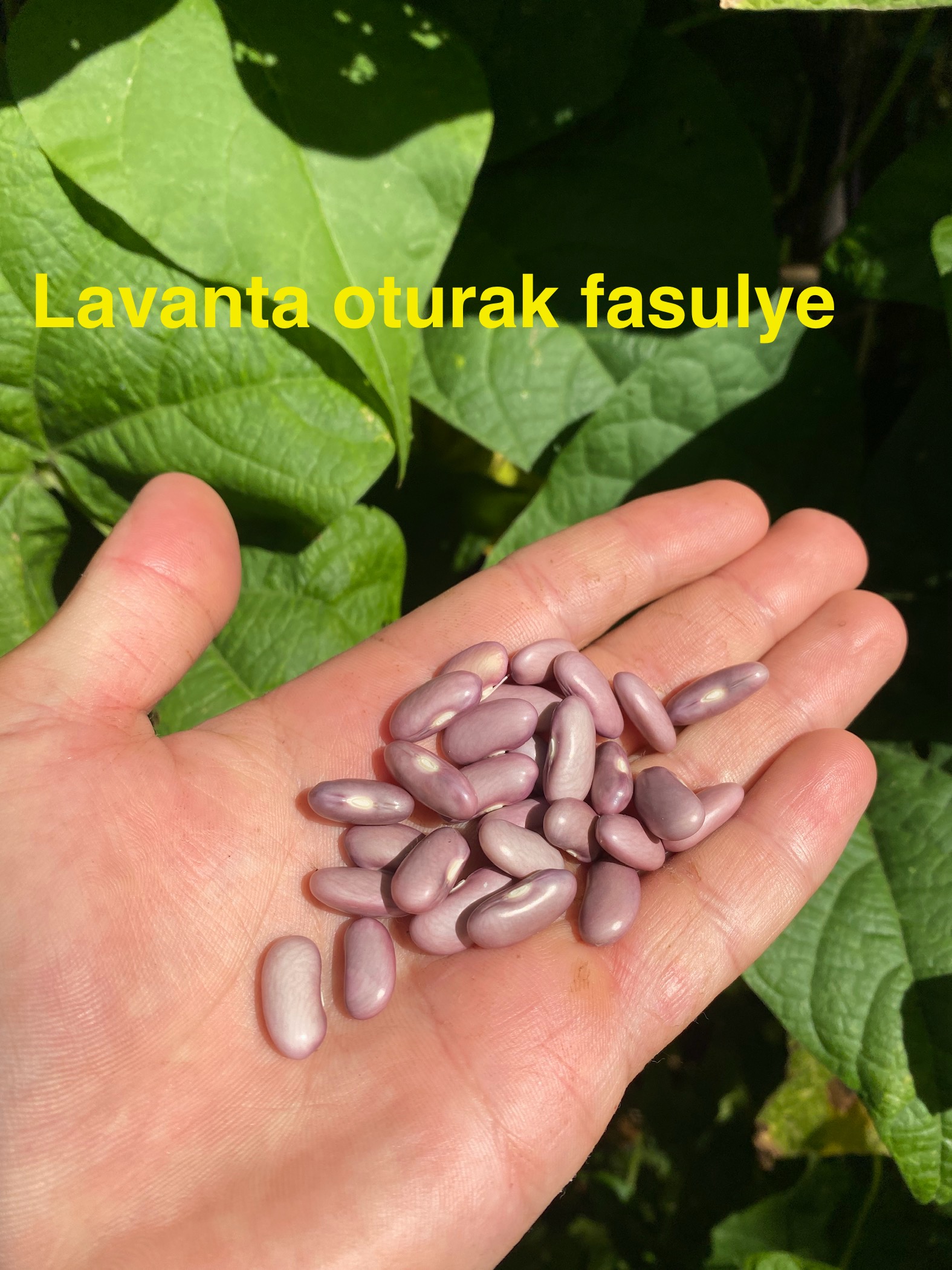 Lavanta oturak fasulye