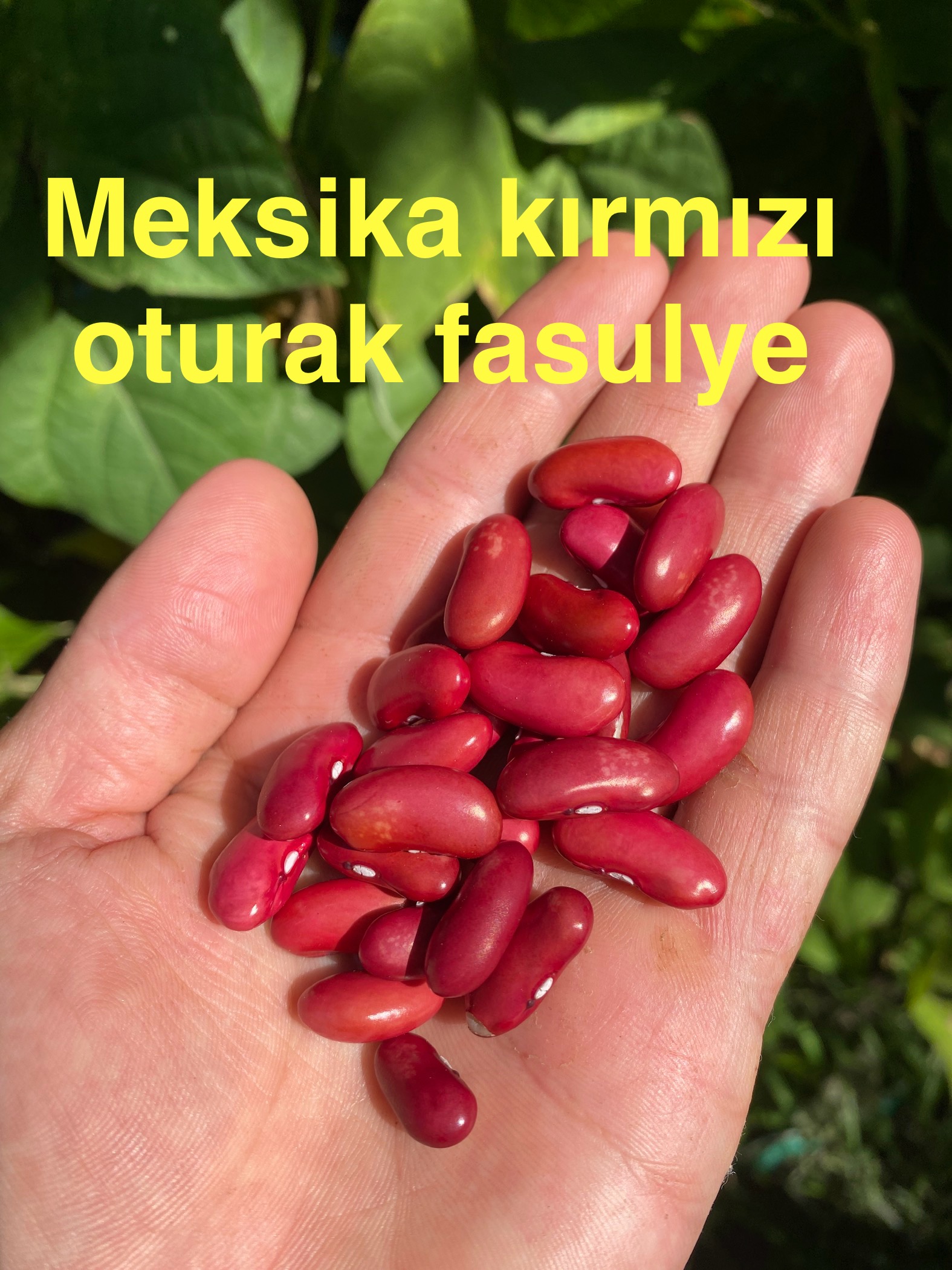 Meksika kırmızı oturak fasulye