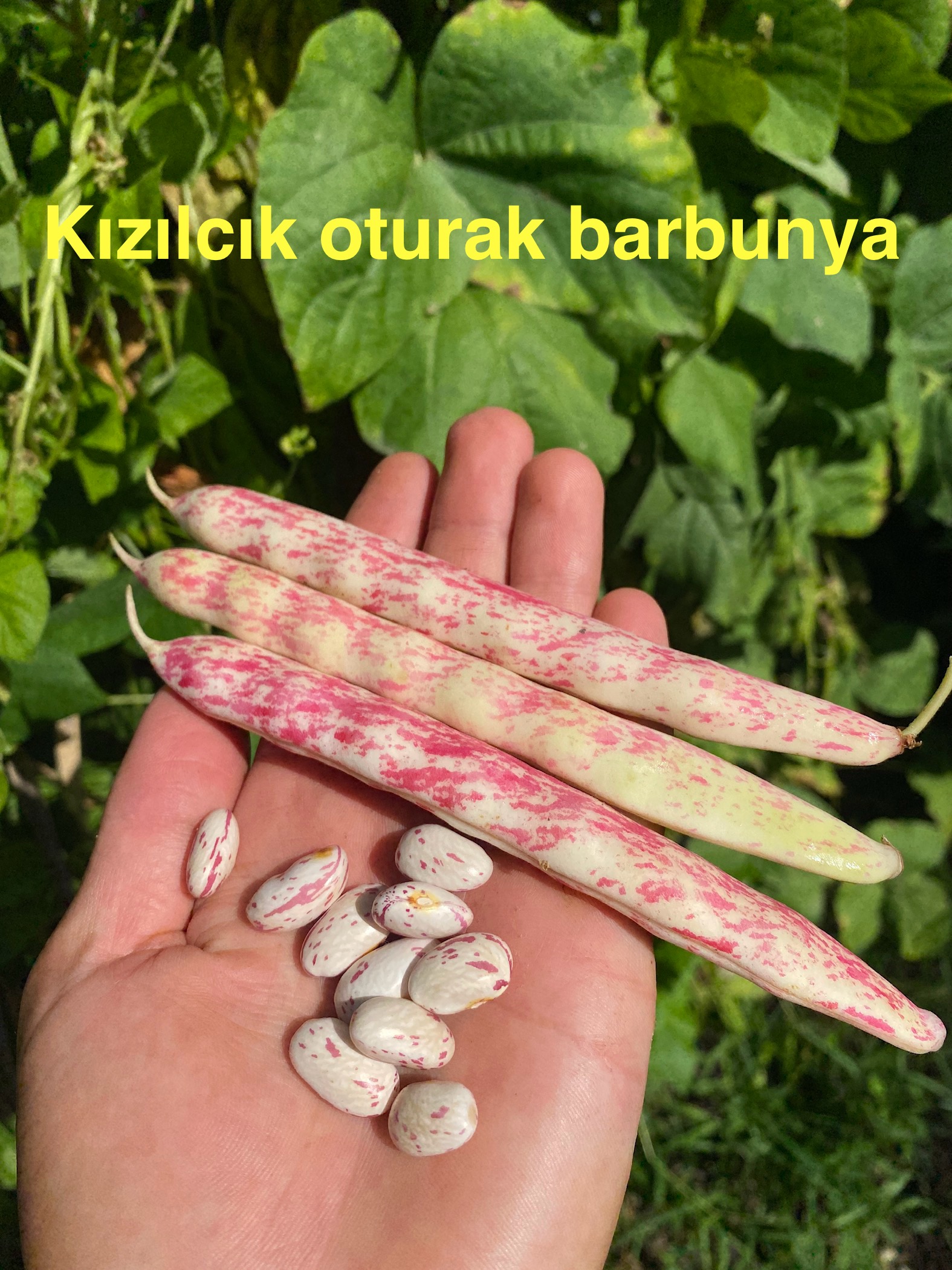 Kızılcık oturak barbunya