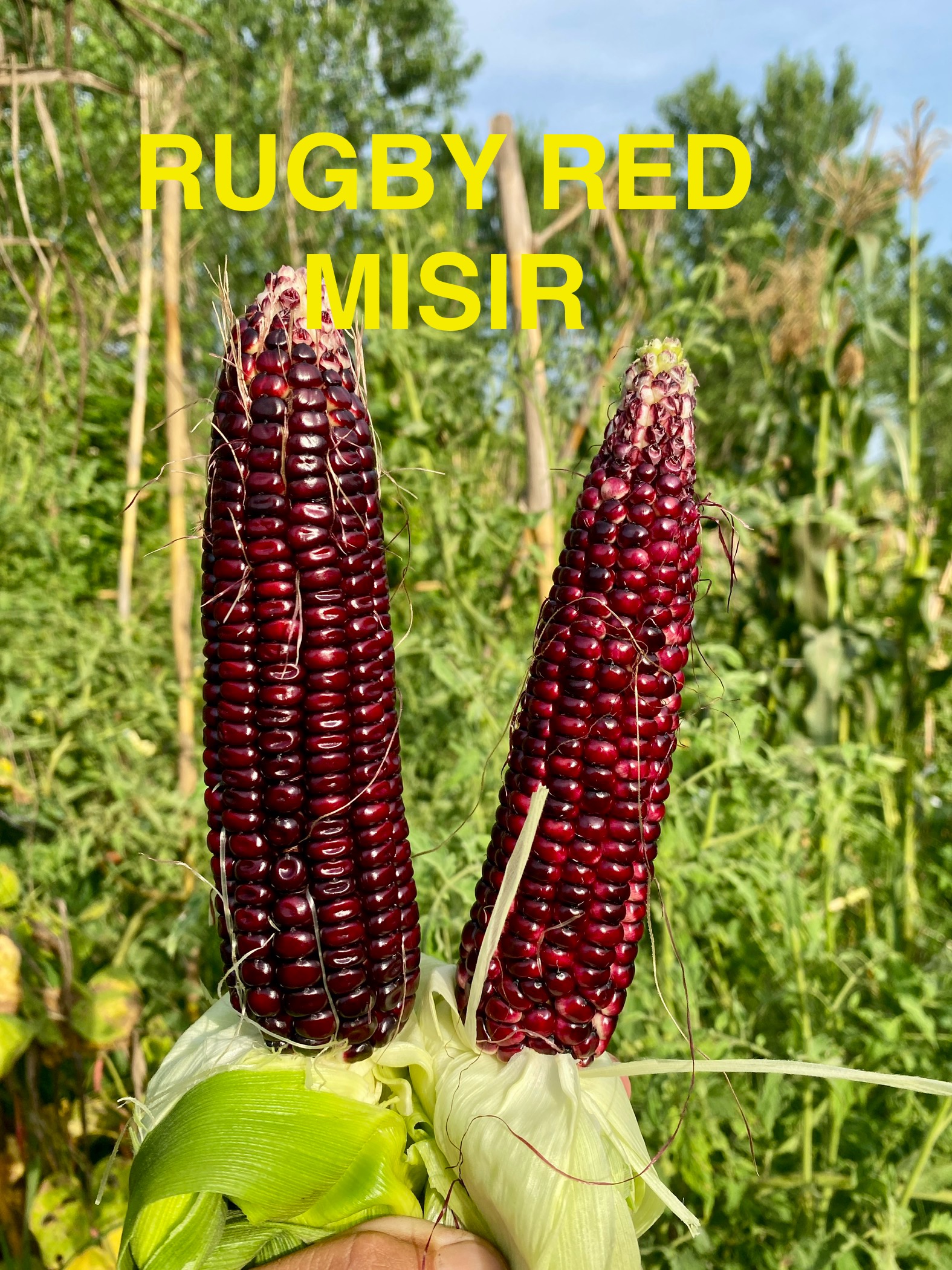 Rugby red mısır 