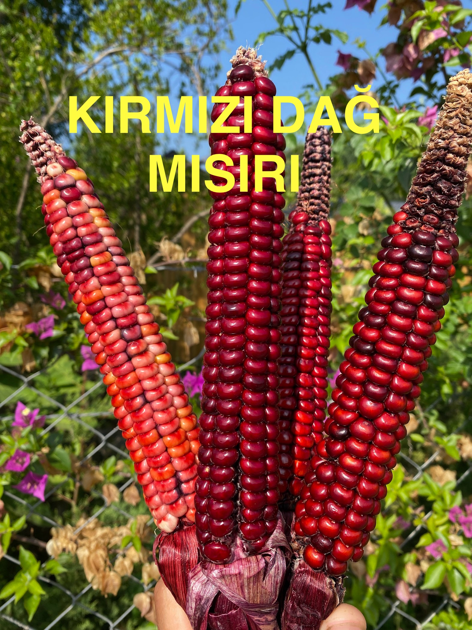 Kırmızı dağ mısırı