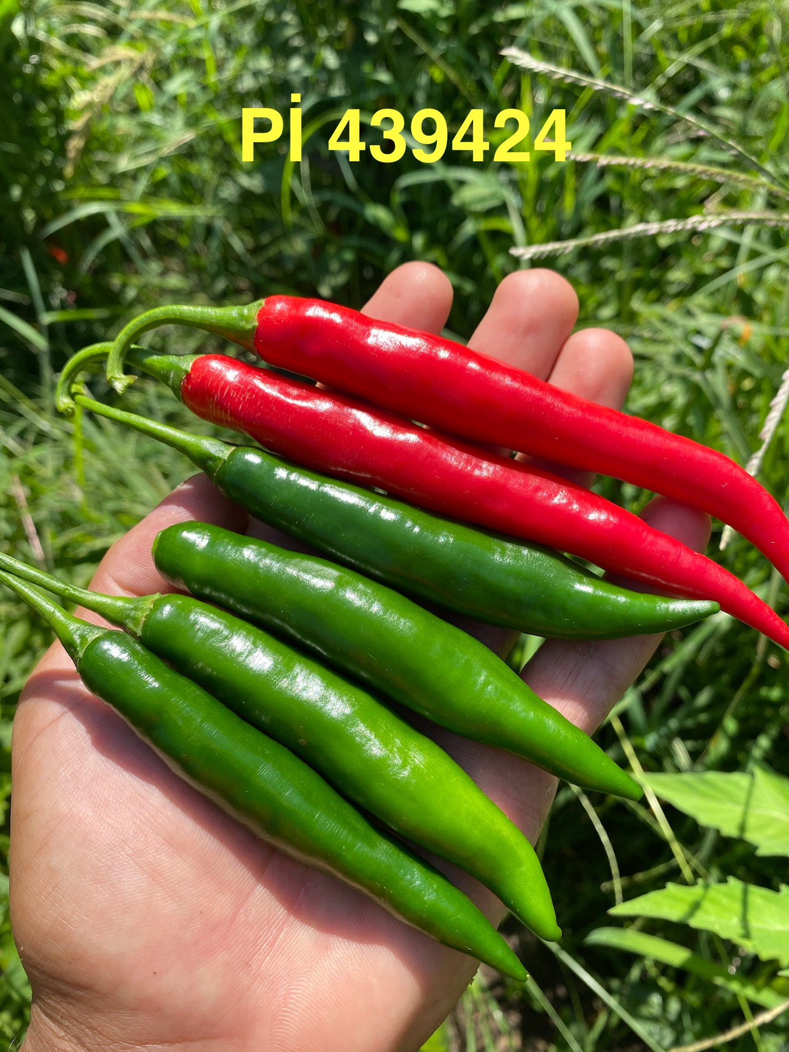 Pi 439424