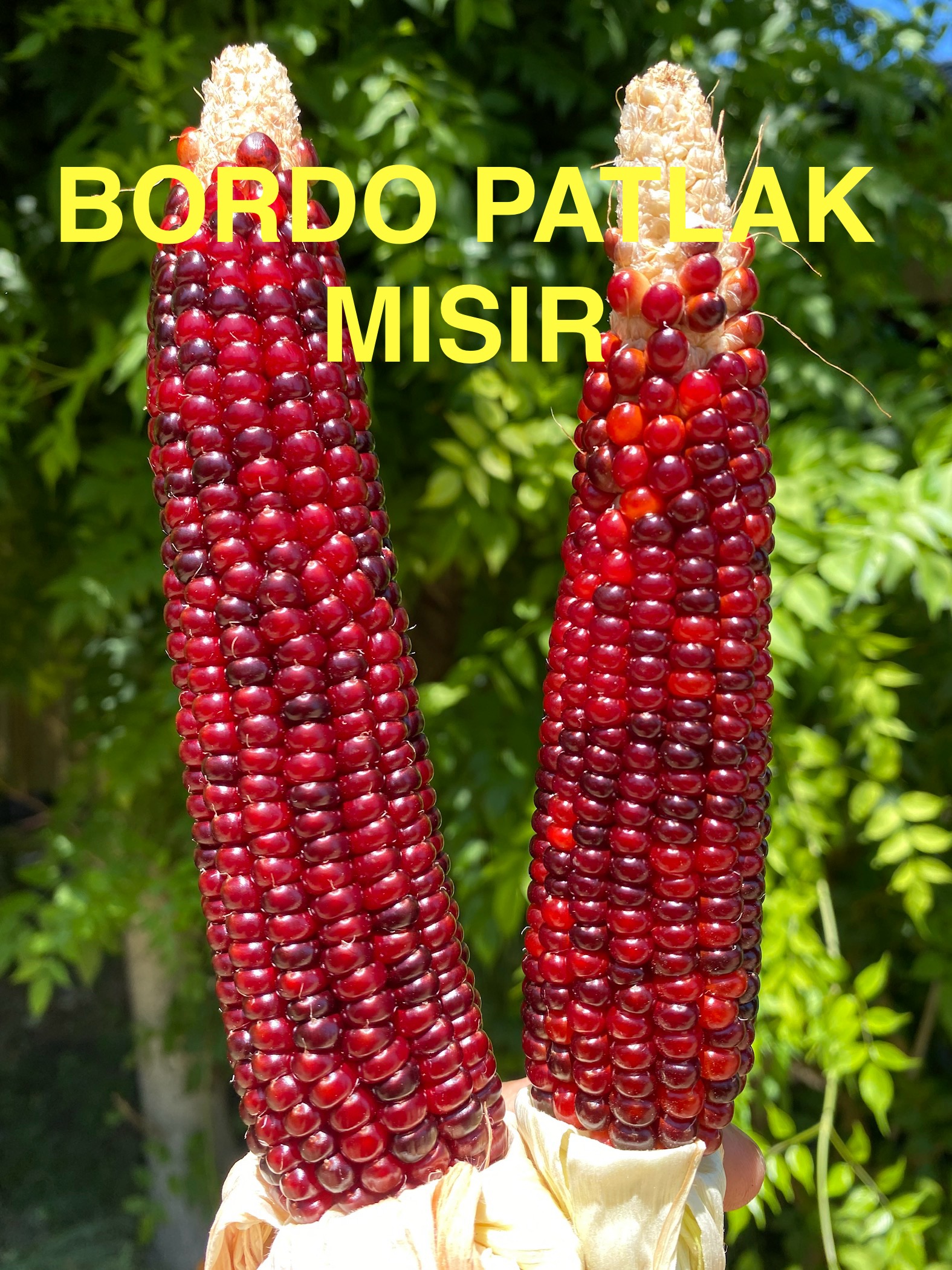 Bordo patlamış mısır