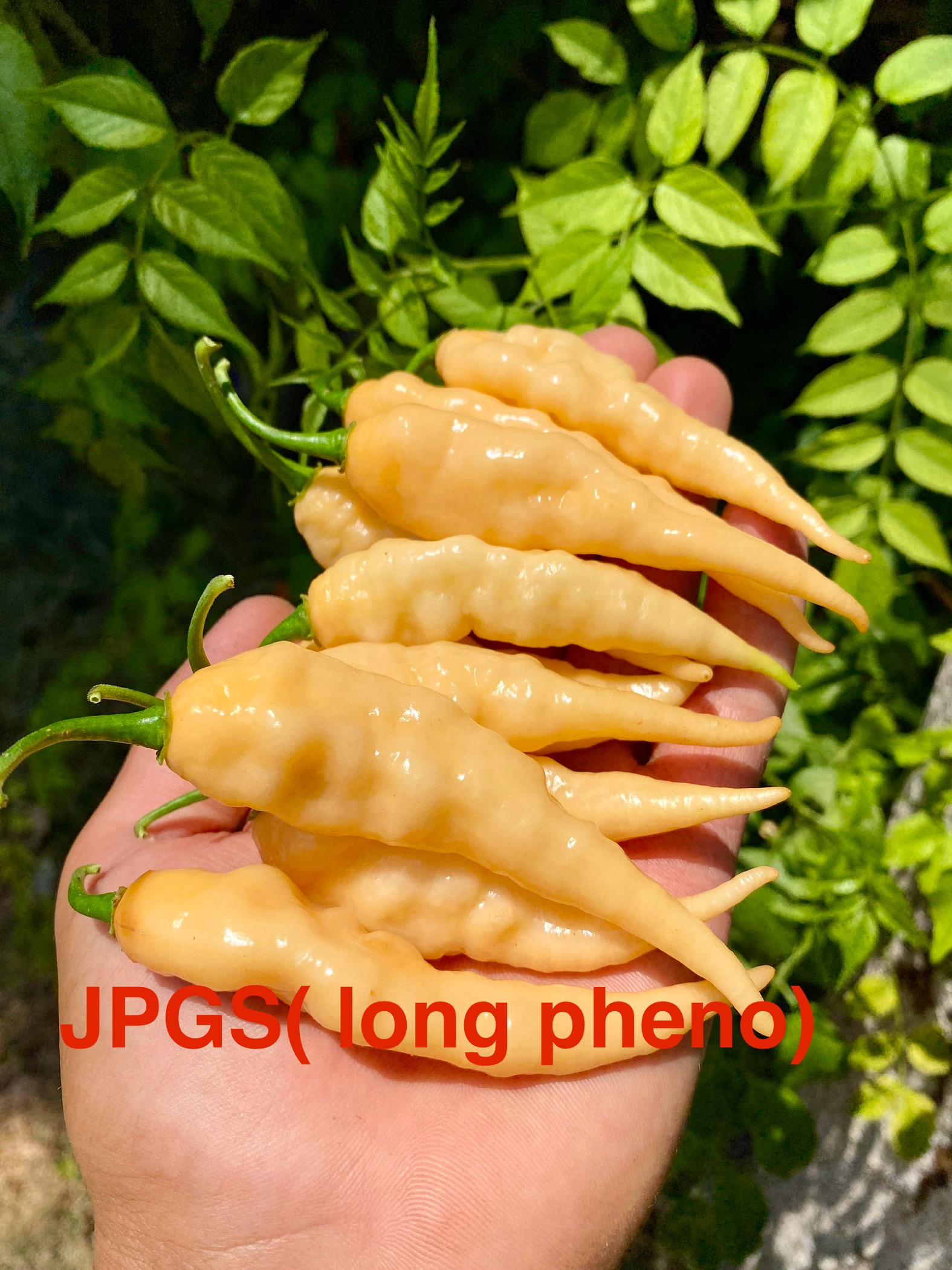 JPGS BİBER 
