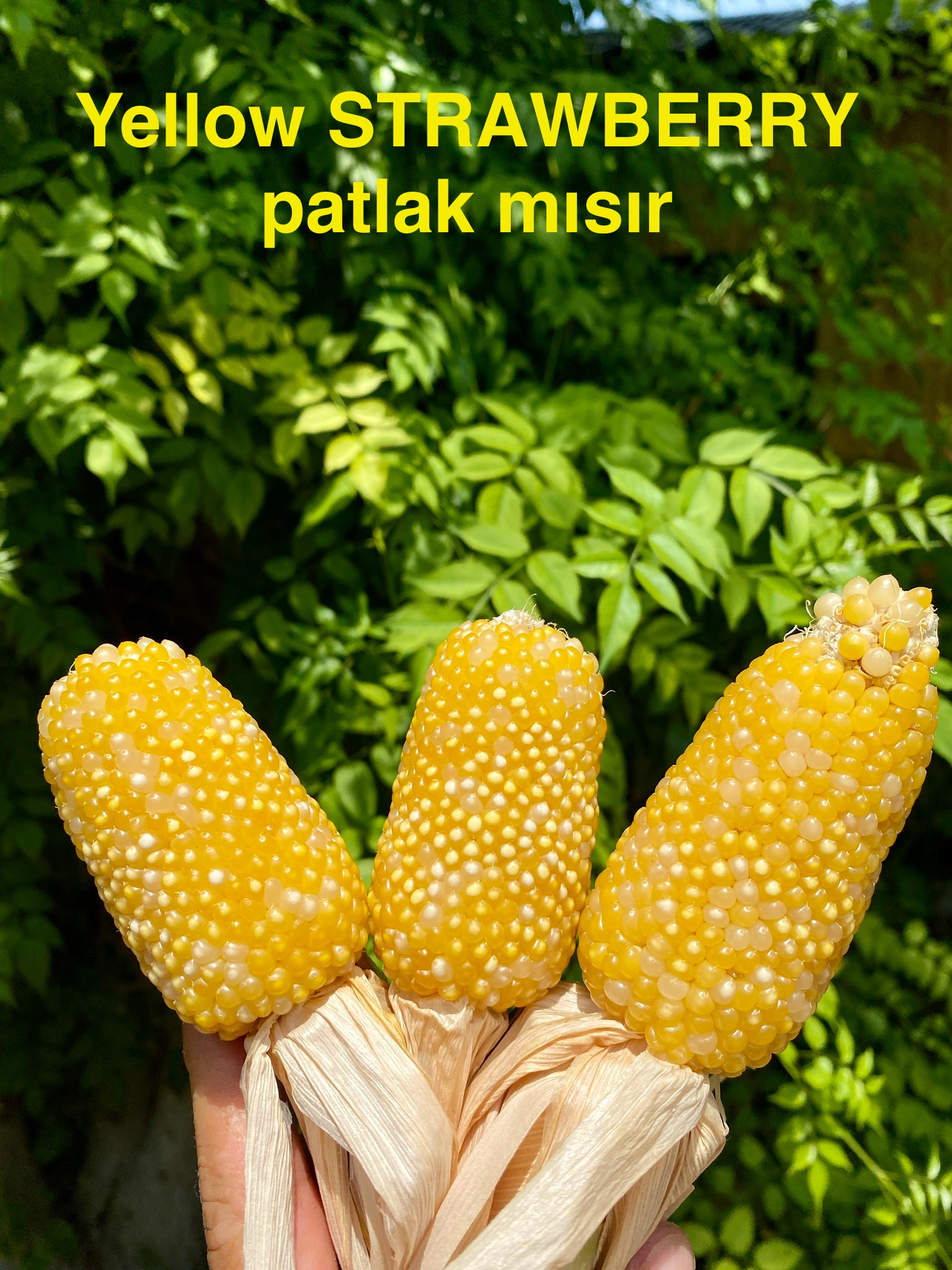Sarı çilek mısırı