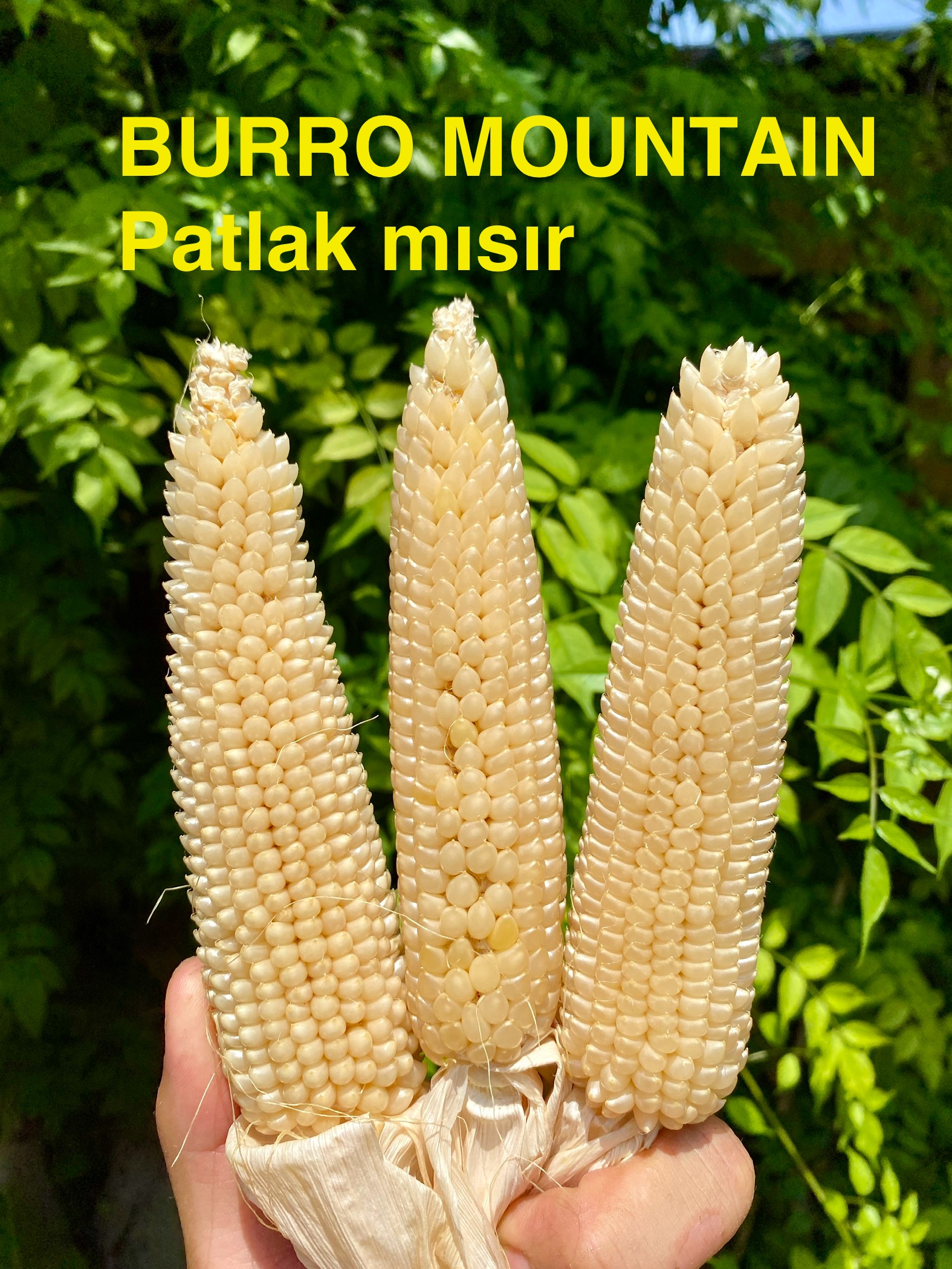 Burro mountain patlamış mısır