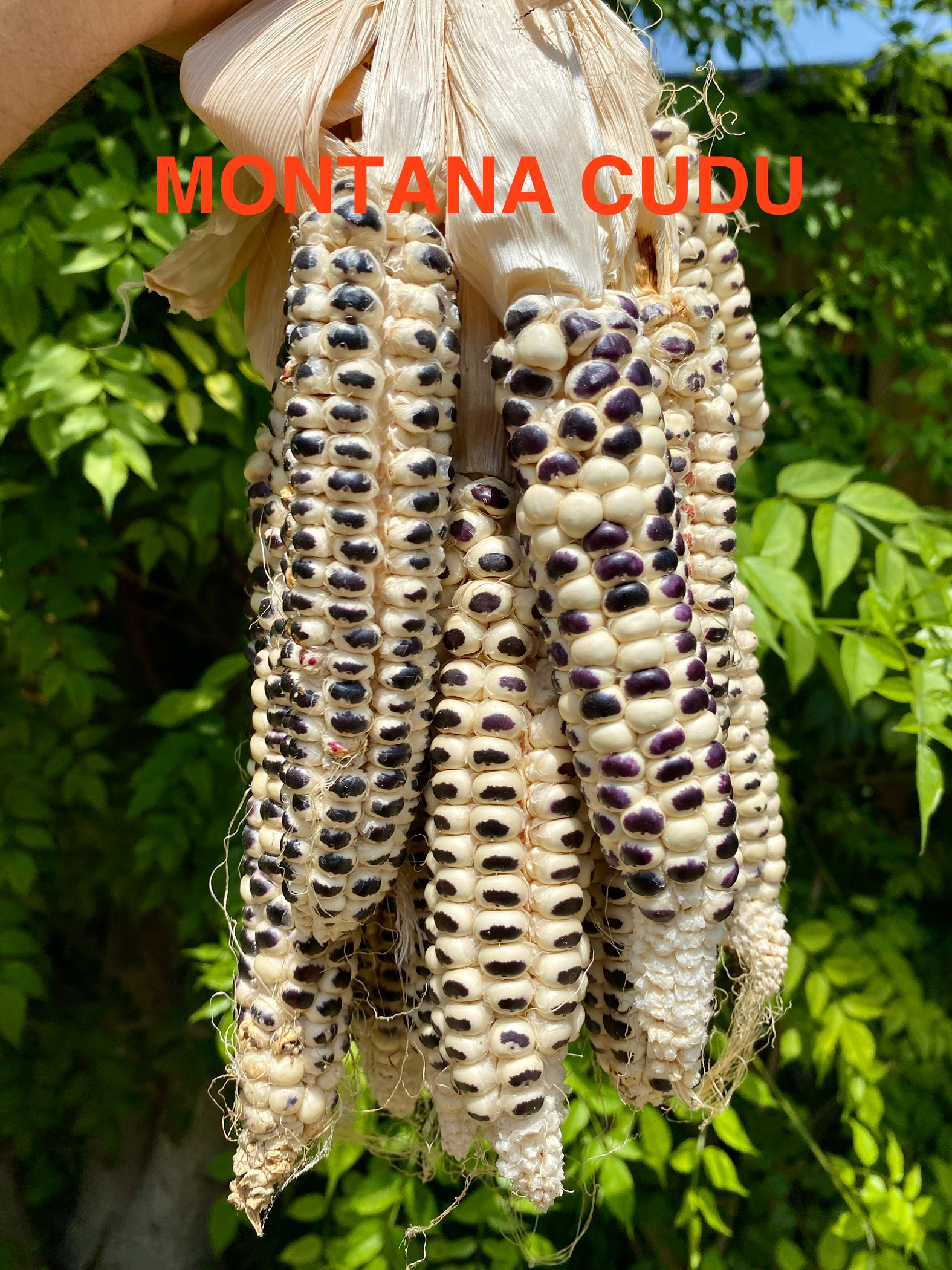 Montana cudi mısır
