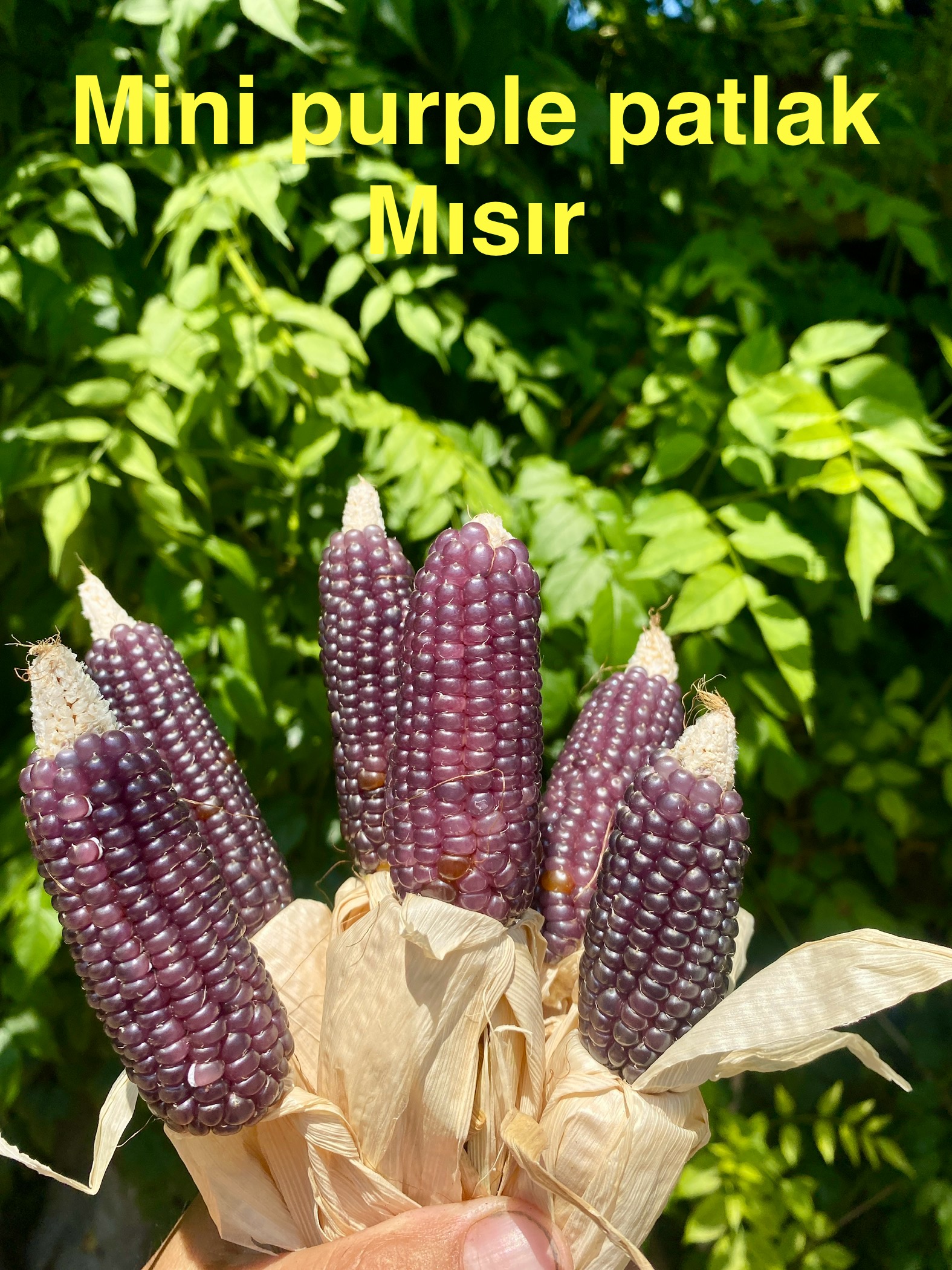 Mini purple patlak mısır