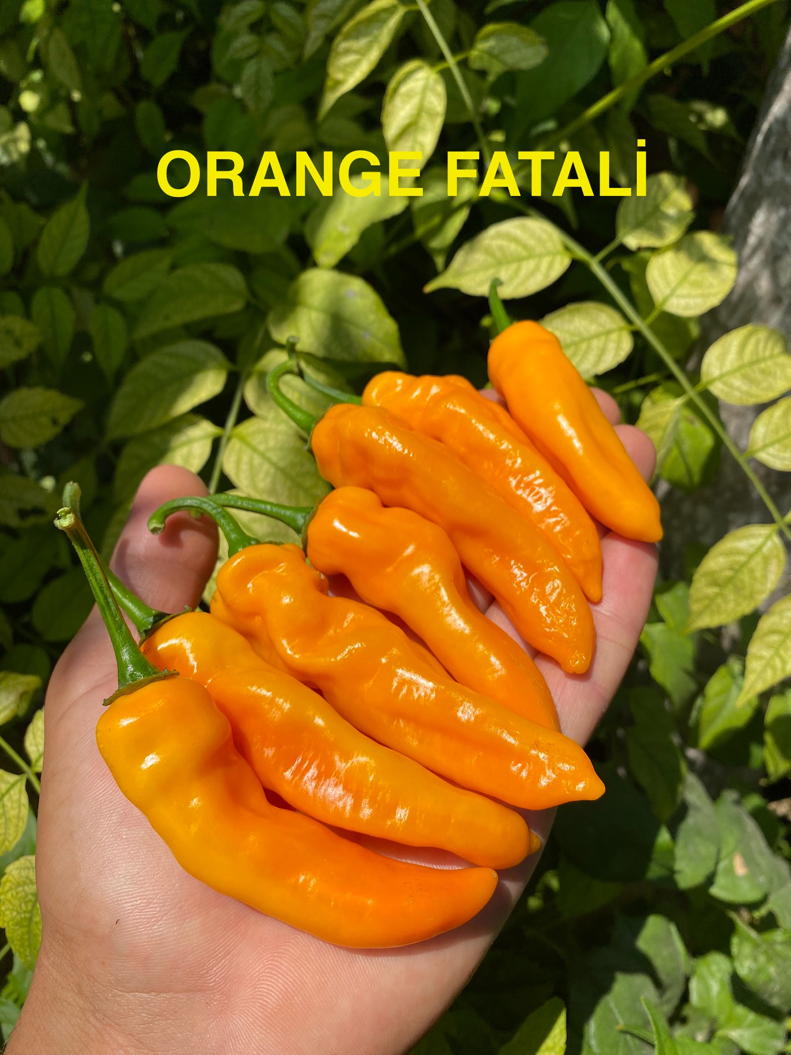 ORANGE FATALİ BİBER 