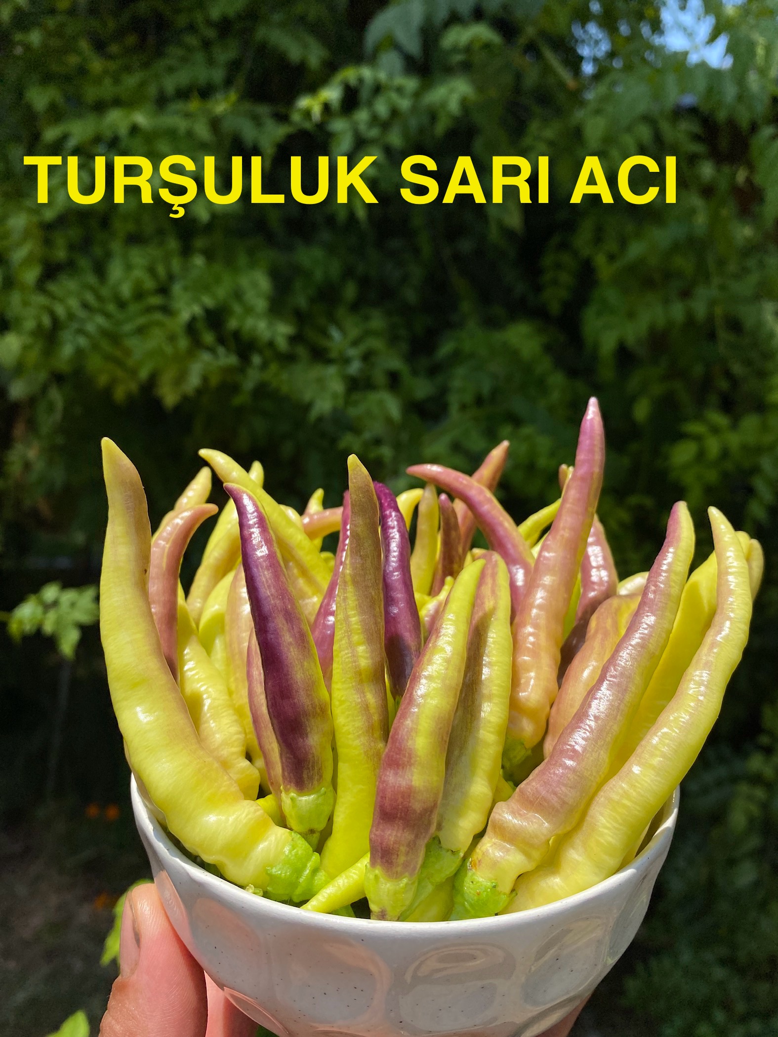 TURŞULUK SARI ACI BİBER 