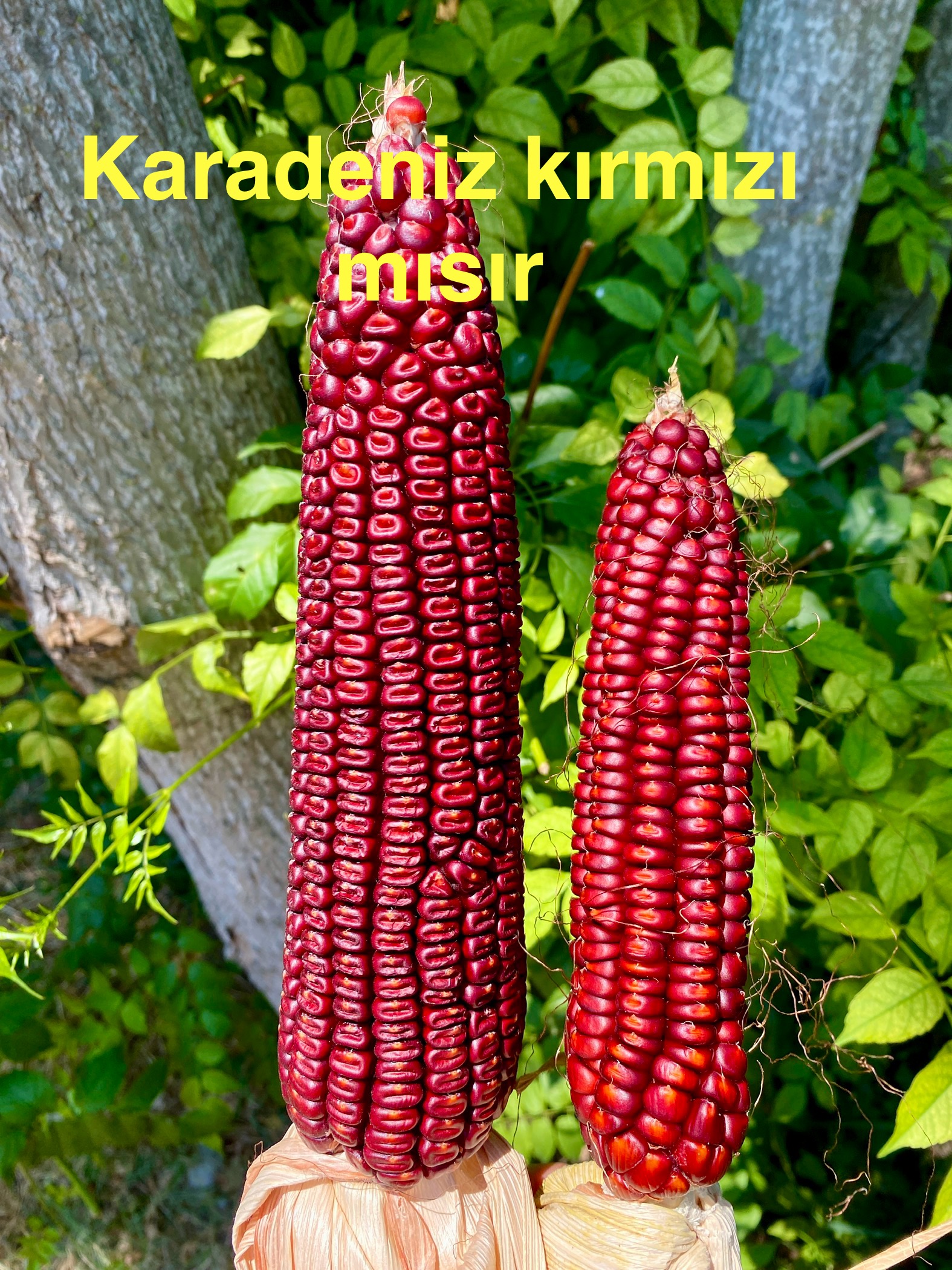 Karadeniz kırmızı mısır