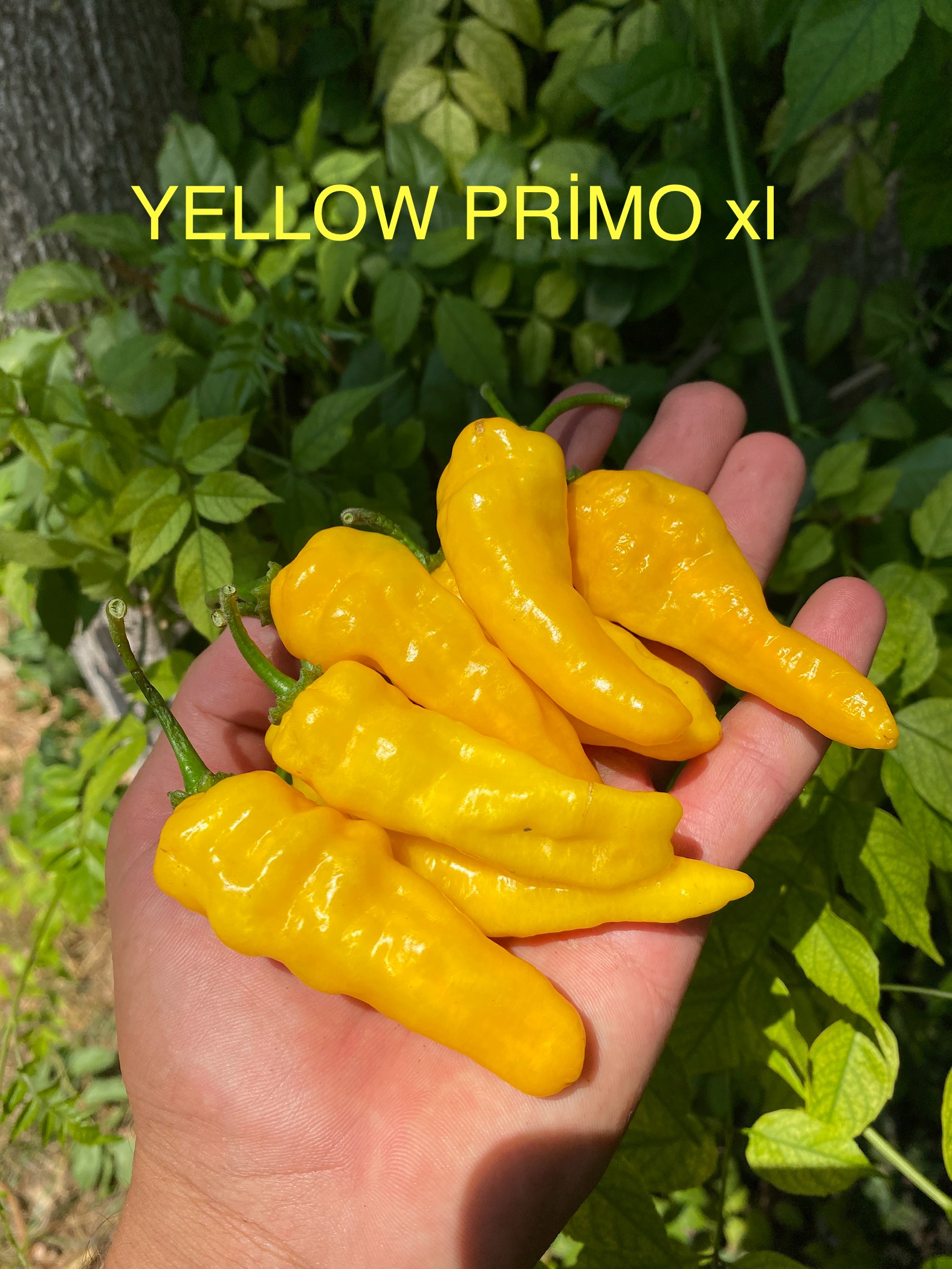 YELLOW PRİMO XL