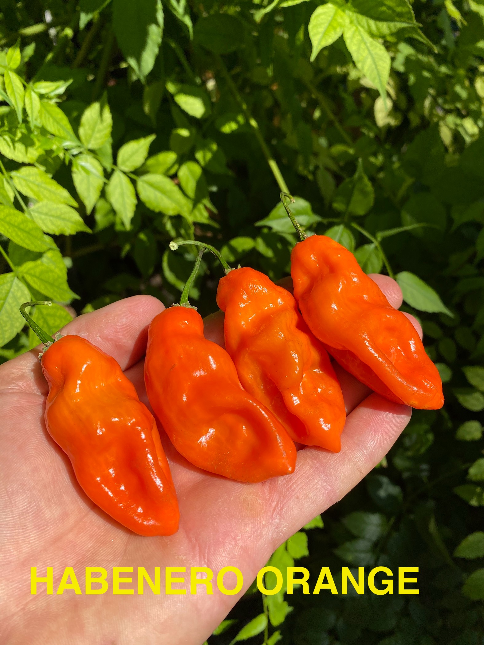 HABENERO ORANGE BİBER