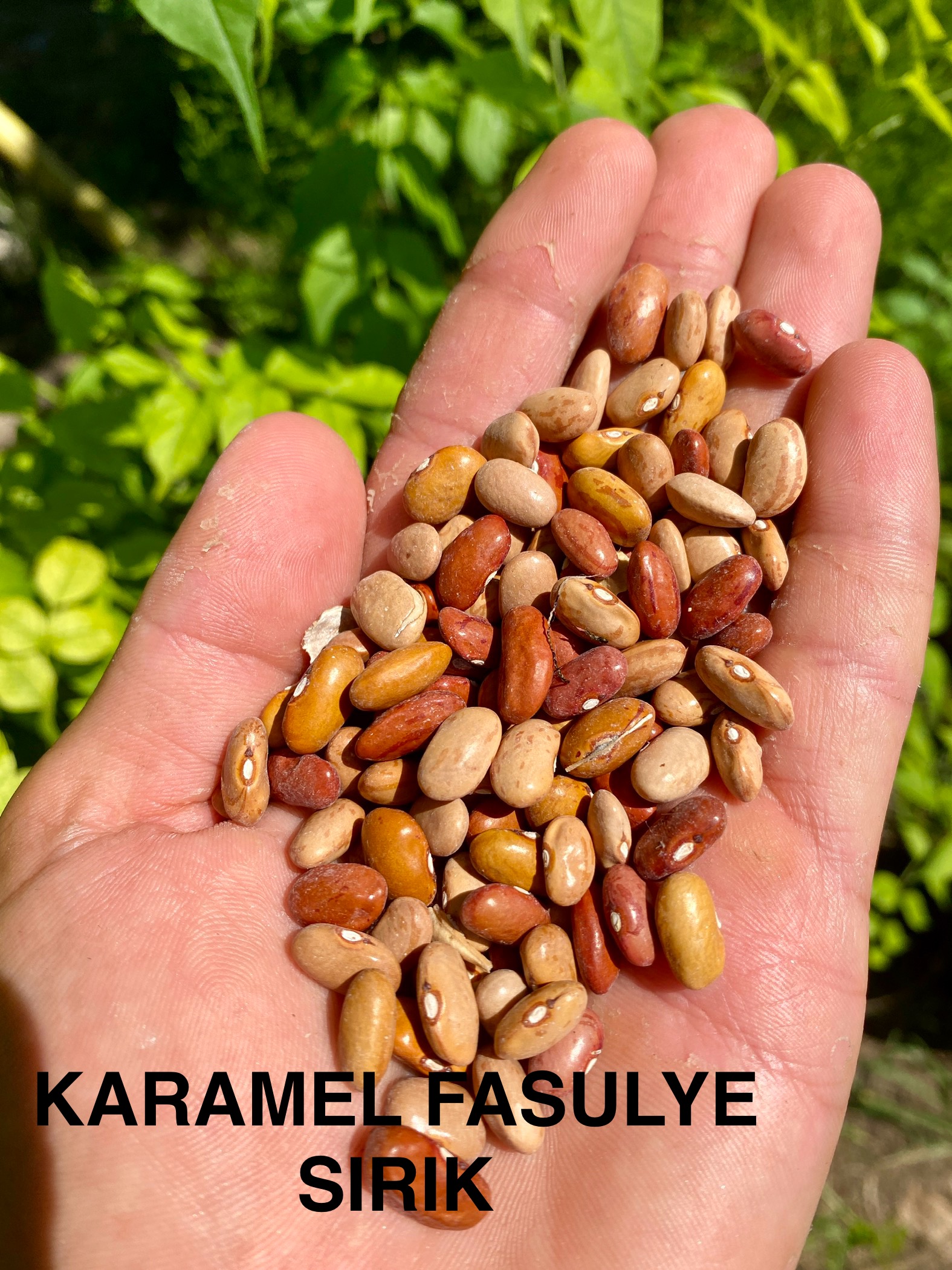 Karamel fasulye sırık 