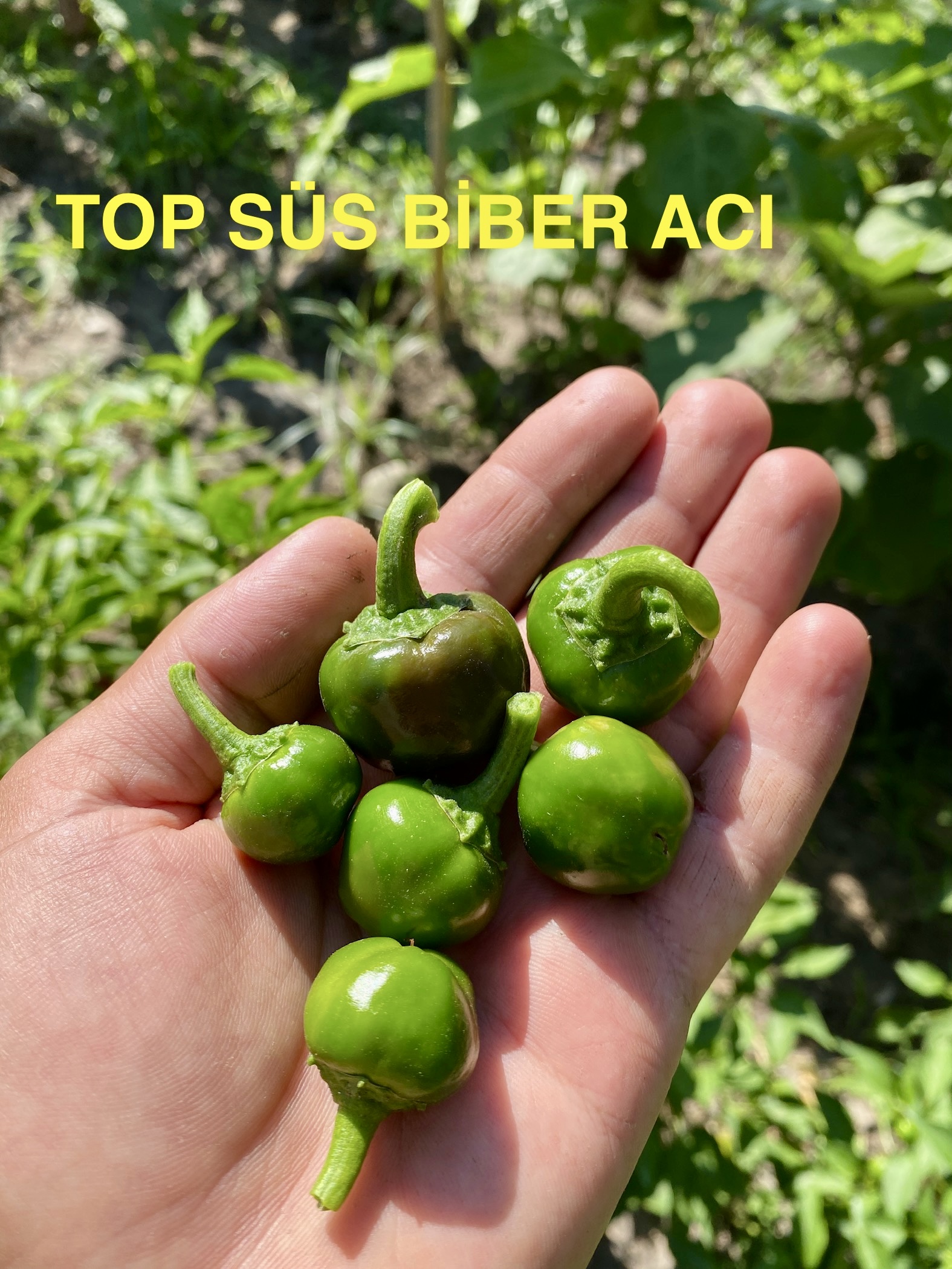 TOP SÜS ACI BİBER