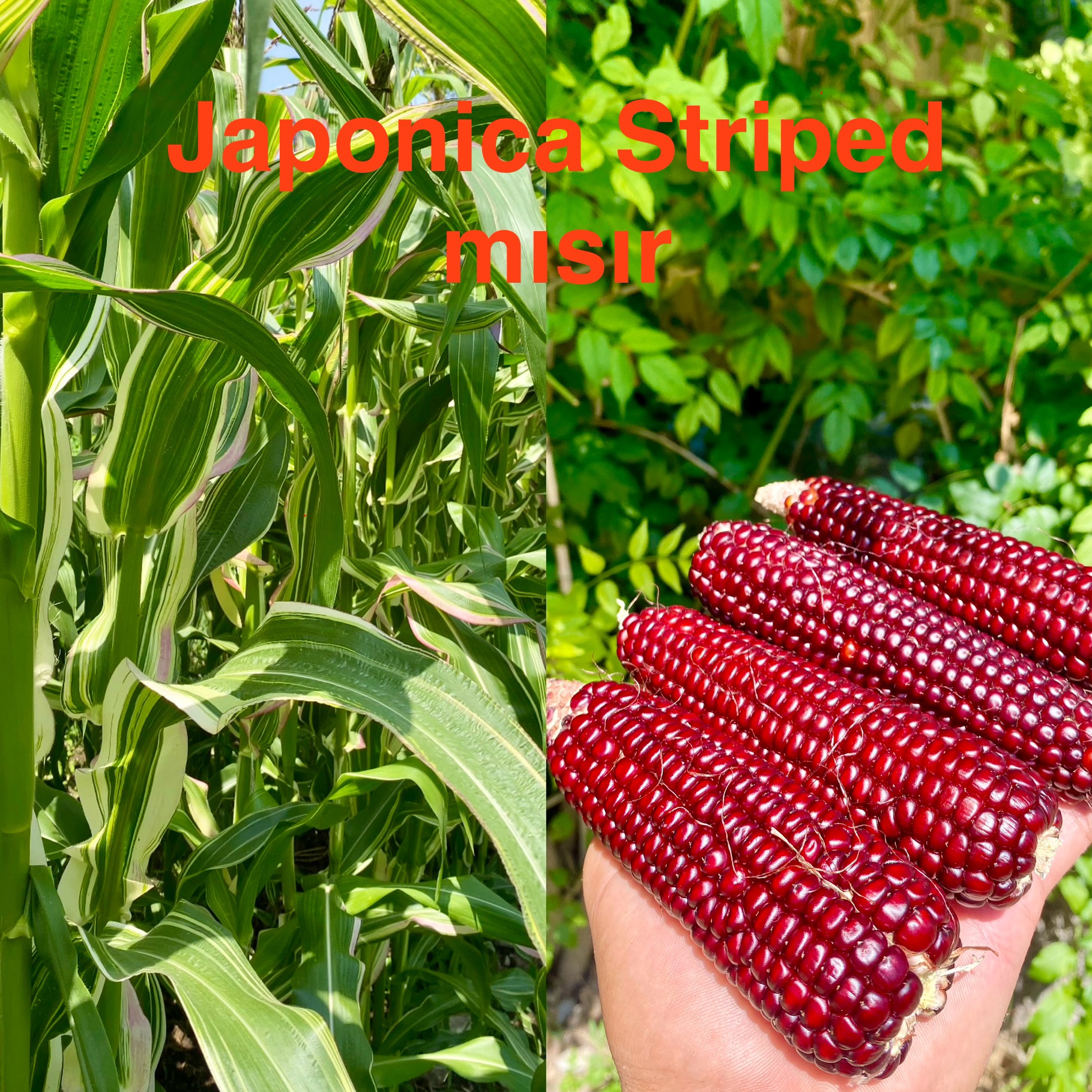 Japonica striped mısır
